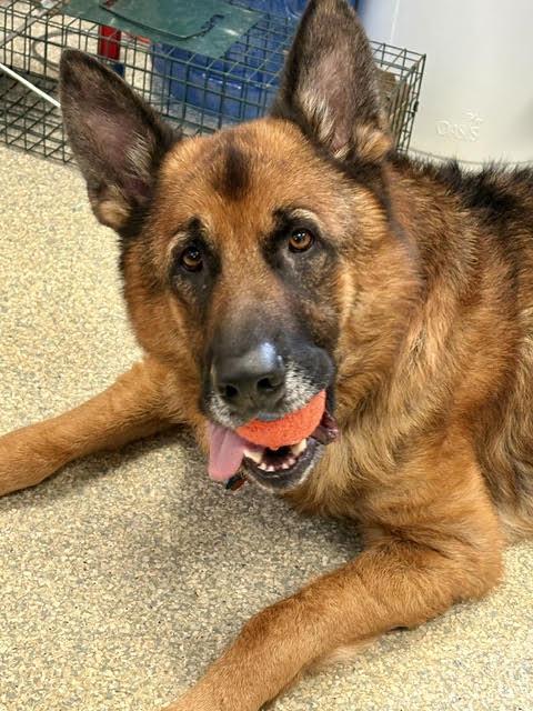 Enlarge Zuko, a ADOPTABLE German Shepherd Dog in Southwick, MA image 4/4