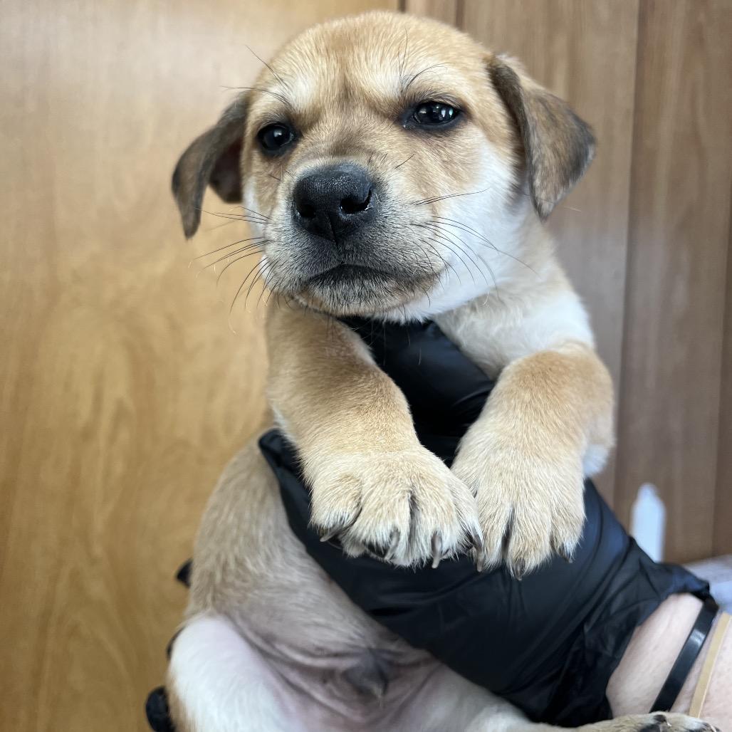 Air Bud D26-074, Adoptable, Puppy Male Beagle & Husky.