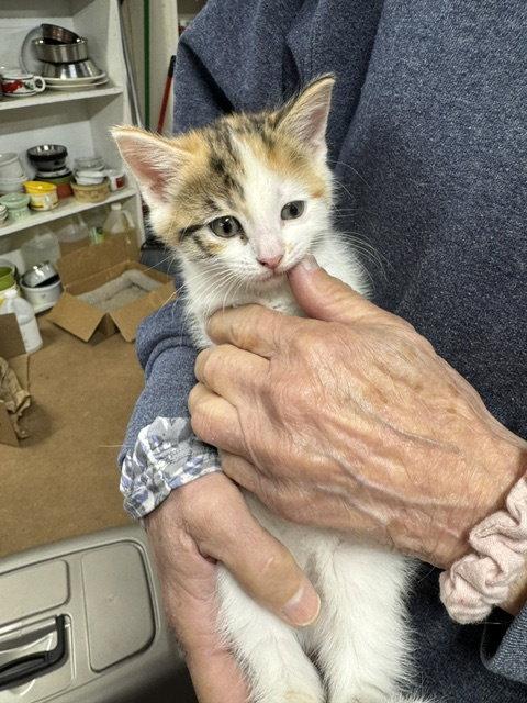 Enlarge Astroid, a Adopted Domestic Short Hair in Apollo, PA image 1/2