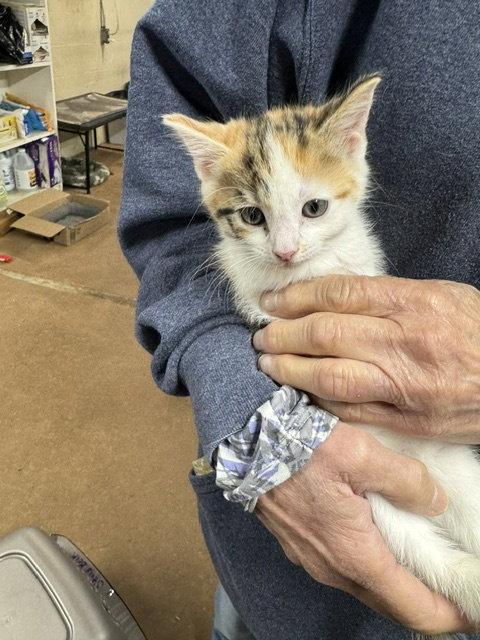 Enlarge Astroid, a Adopted Domestic Short Hair in Apollo, PA image 2/2