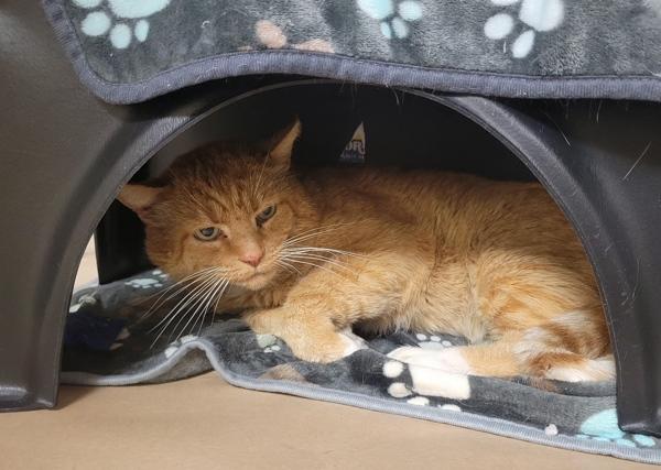 Enlarge Smartie, a Adoptable mixed breed in Kennewick, WA image 1/1