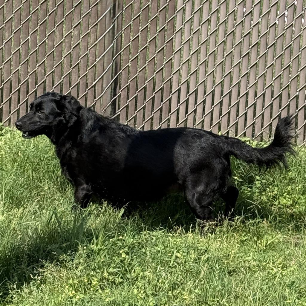 Enlarge Birdie, a Adoptable mixed breed in Brenham, TX image 2/6