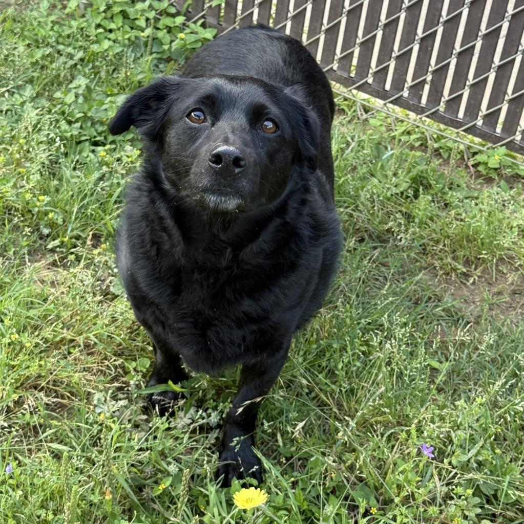 Enlarge Birdie, a Adoptable mixed breed in Brenham, TX image 3/6
