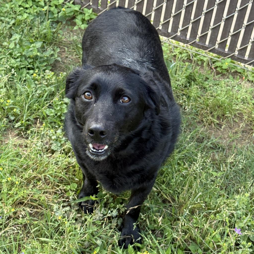 Enlarge Birdie, a Adoptable mixed breed in Brenham, TX image 4/6