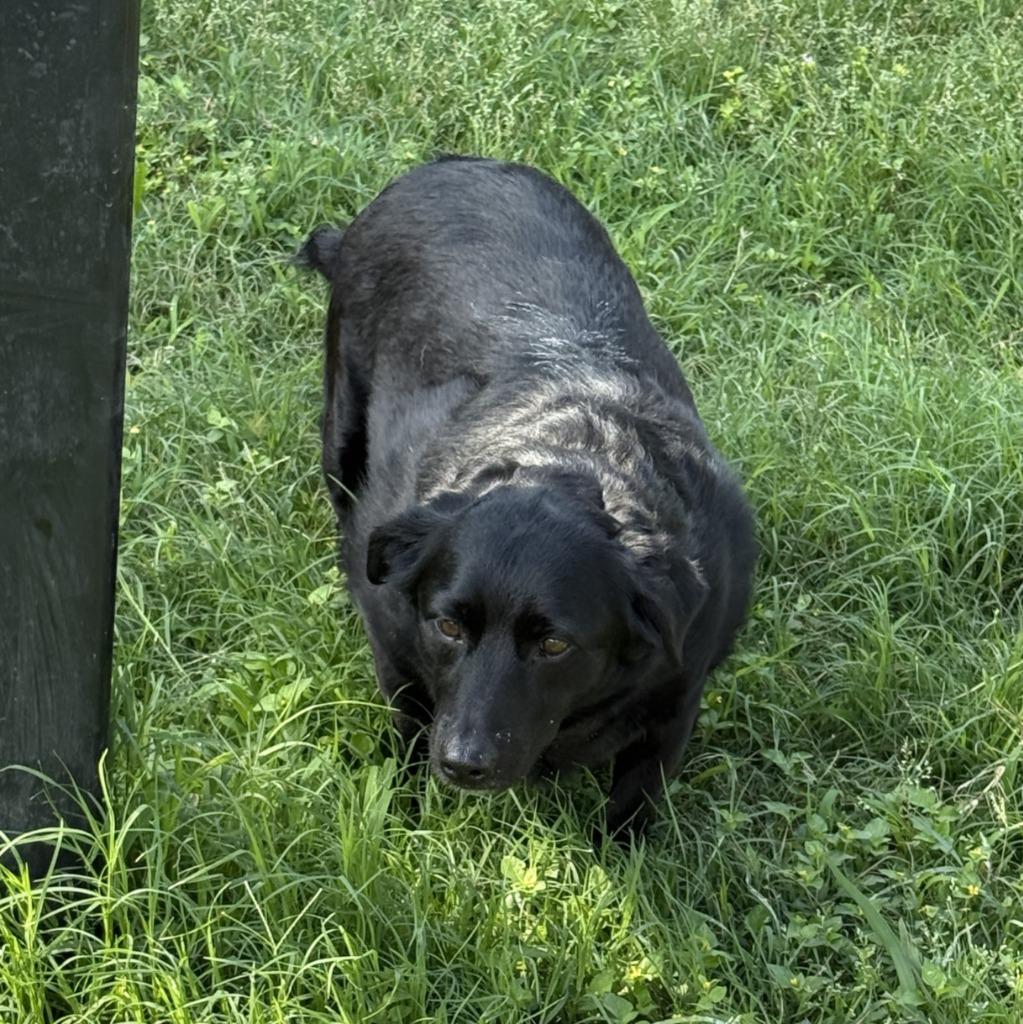 Enlarge Birdie, a Adoptable mixed breed in Brenham, TX image 5/6