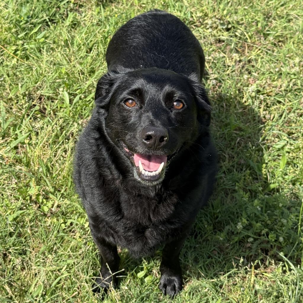 Enlarge Birdie, a Adoptable mixed breed in Brenham, TX image 6/6