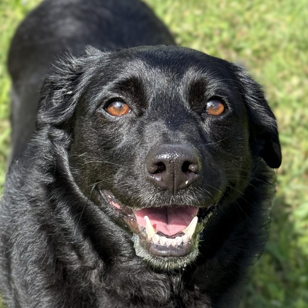 Enlarge Birdie, a Adoptable mixed breed in Brenham, TX image 1/6