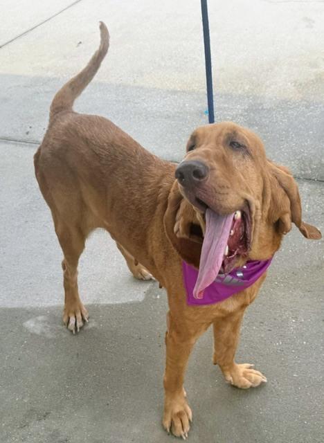 Enlarge Honey, a Adoptable Bloodhound in Crescent City, FL image 1/6