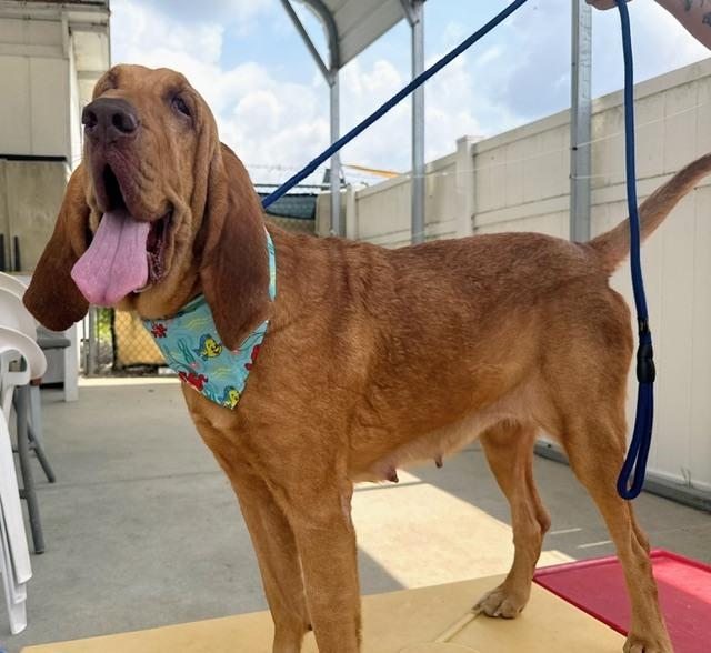 Enlarge Honey, a Adoptable Bloodhound in Crescent City, FL image 2/6