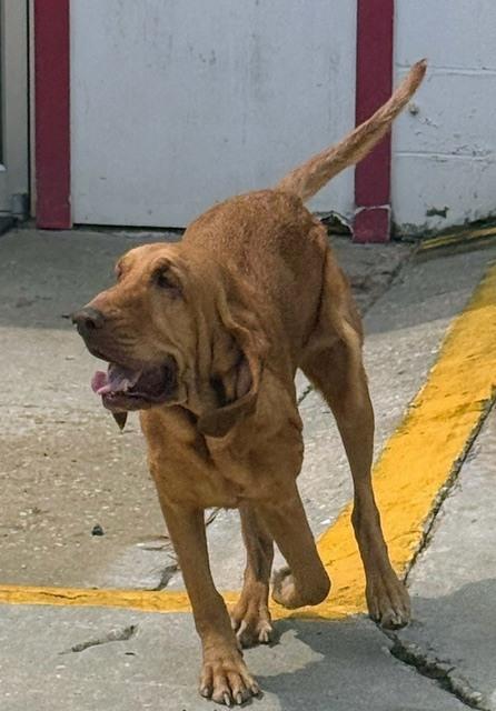 Enlarge Honey, a Adoptable Bloodhound in Crescent City, FL image 3/6