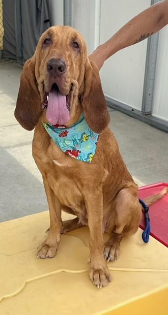 Enlarge Honey, a Adoptable Bloodhound in Crescent City, FL image 4/6
