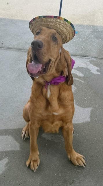 Enlarge Honey, a Adoptable Bloodhound in Crescent City, FL image 5/6