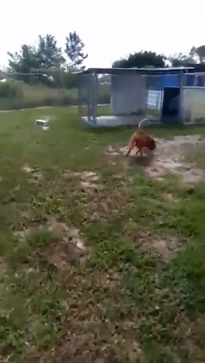 Enlarge Honey, a Adoptable Bloodhound in Crescent City, FL video 6/6