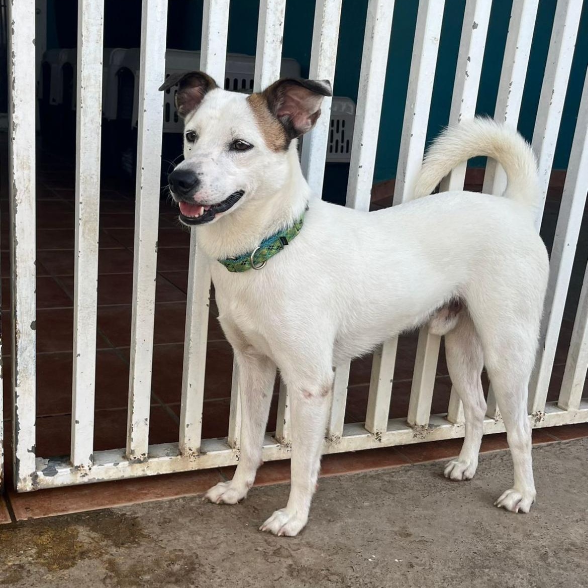 Tito, a Adoptable mixed breed in Loiza, PR image 1/2
