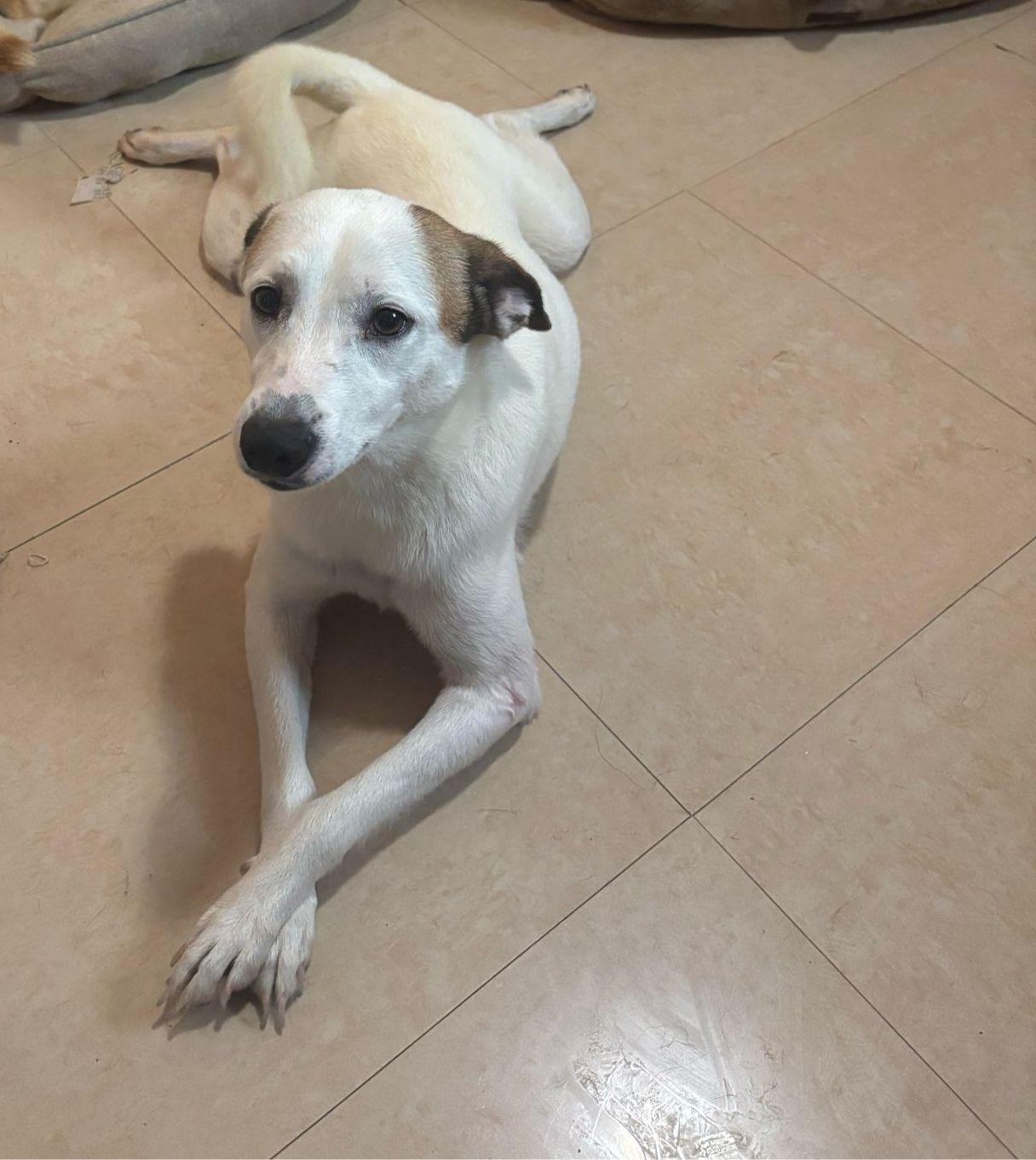 Enlarge Tito, a Adoptable mixed breed in Loiza, PR image 1/1