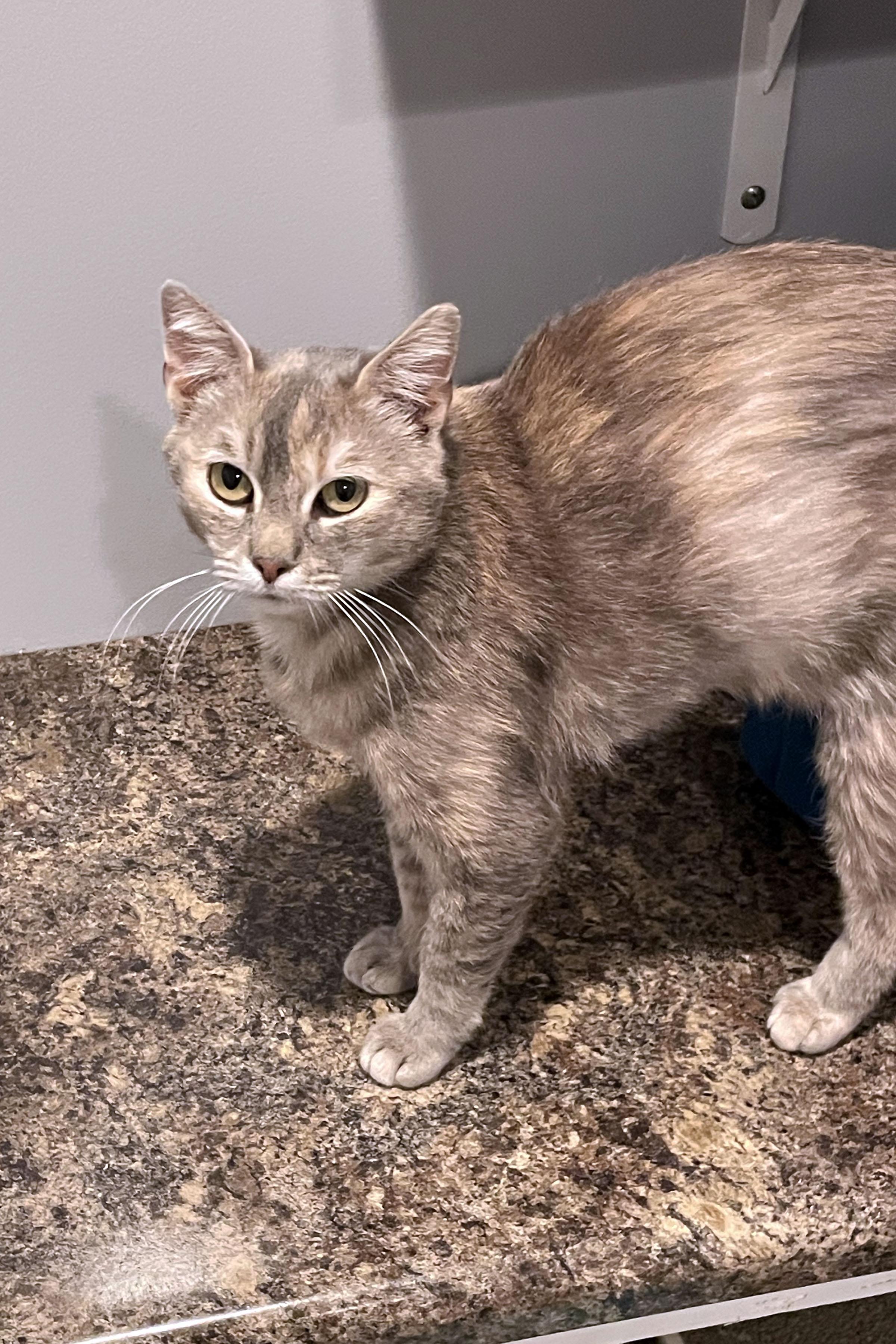 Enlarge Rhea, a ADOPTABLE Domestic Short Hair in Lincoln, NE image 1/1