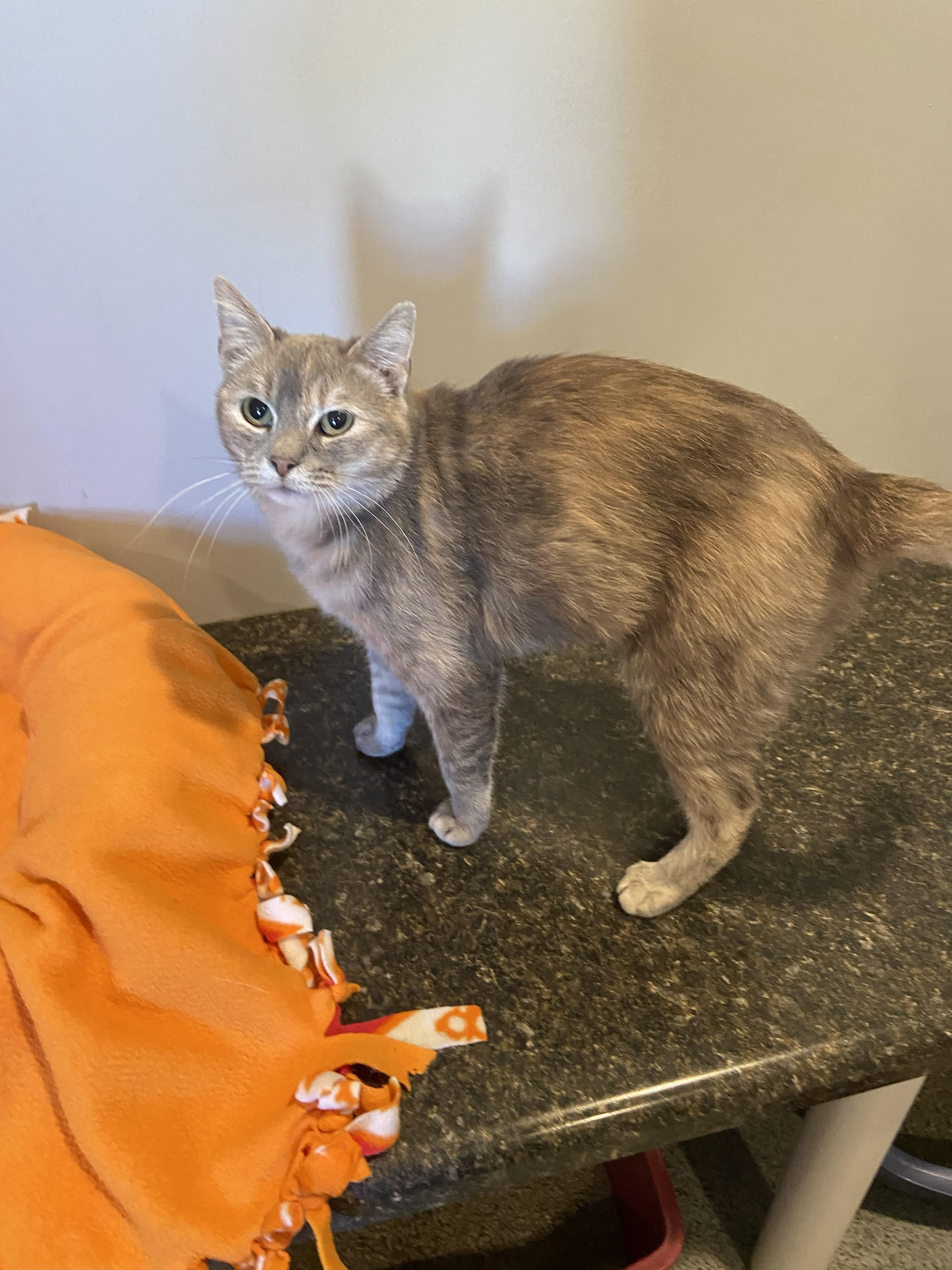 Rhea, ADOPTABLE, Young Female Domestic Short Hair.