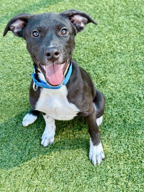 Enlarge MOANA, a Adoptable Mixed Breed in Dallas, TX image 1/1
