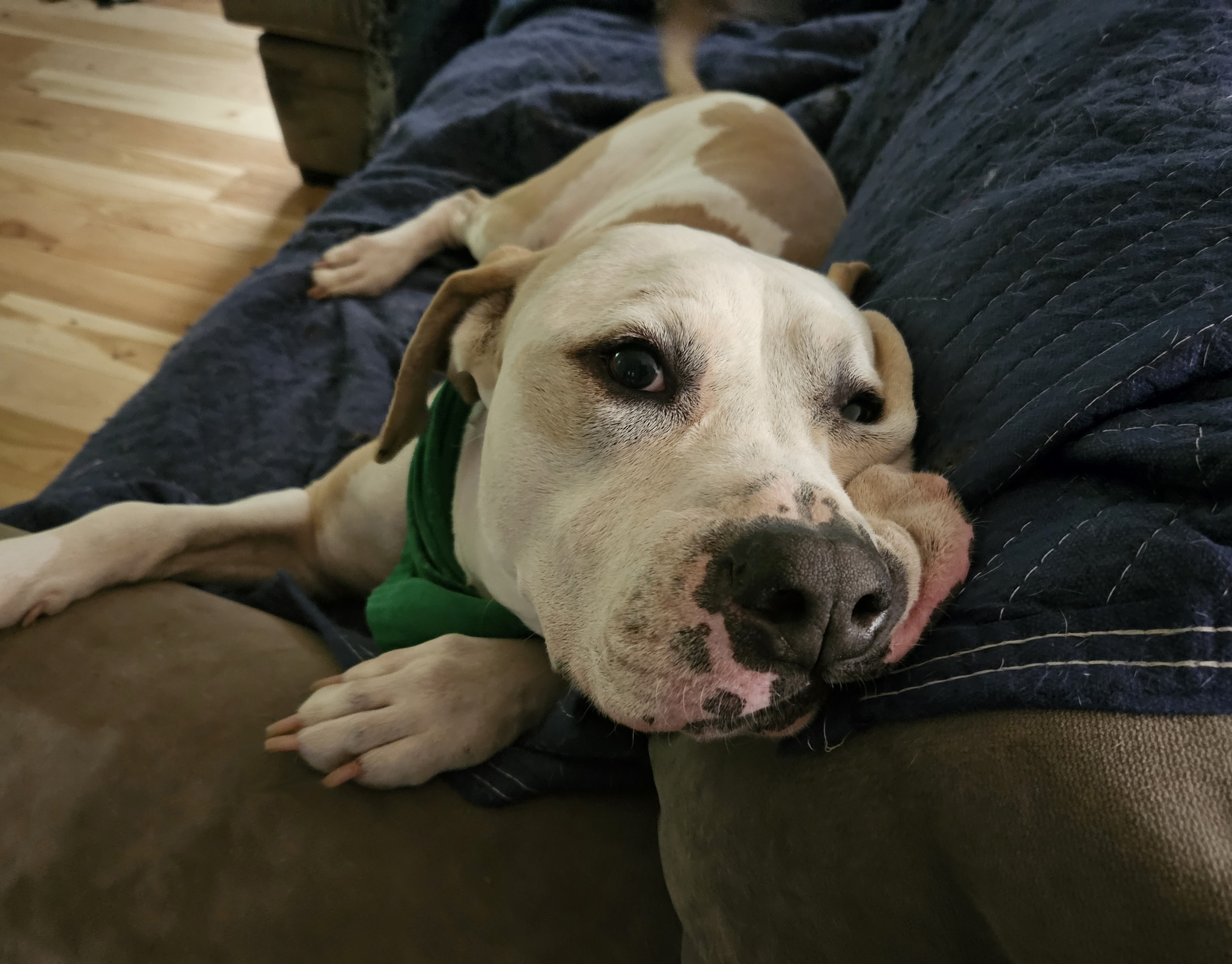 Basil, an adoptable Coonhound, American Staffordshire Terrier in Sharon, CT, 06069 | Photo Image 2