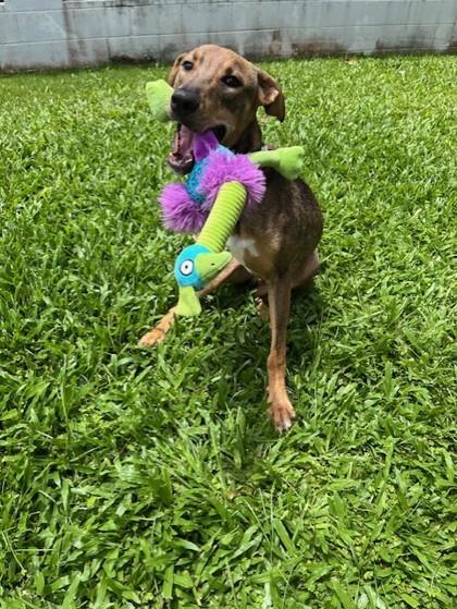 Ecki, Adoptable, Adult Male Hound & Mixed Breed.