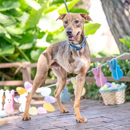 Ecki, Adoptable, Adult Male Hound & Mixed Breed.