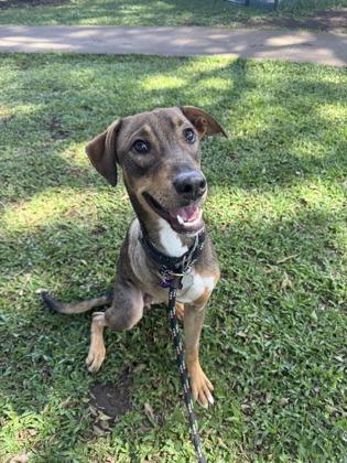 Enlarge Ecki, a Adoptable mixed breed in Honolulu, HI image 2/3