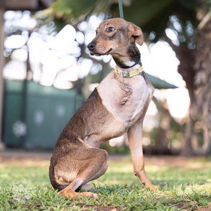 Enlarge Ecki, a Adoptable mixed breed in Honolulu, HI image 1/3