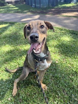 Enlarge Ecki, a Adoptable mixed breed in Honolulu, HI image 3/3