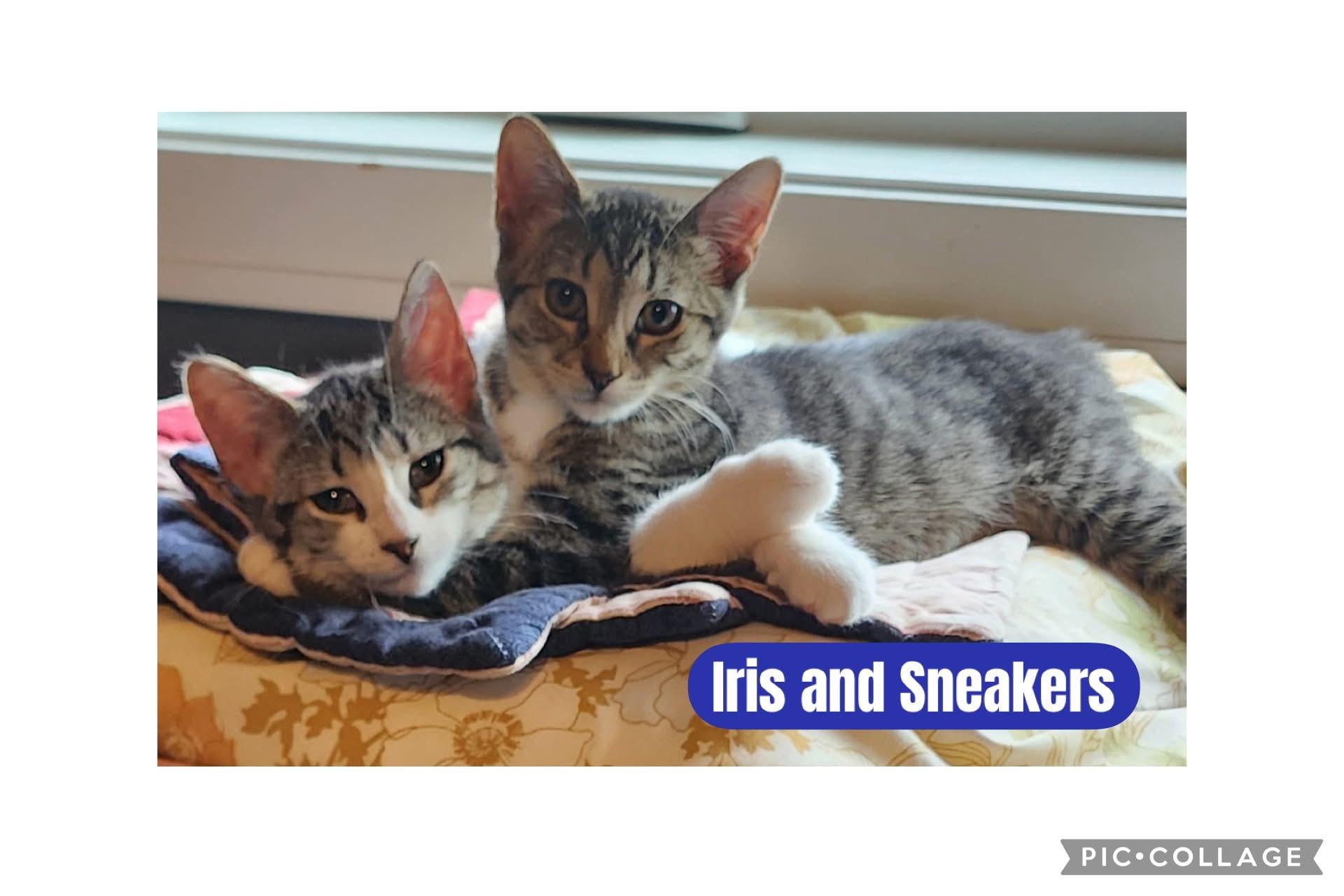 Enlarge Iris and Sneakers, a Adoptable Domestic Short Hair in Freeland, MI image 1/1