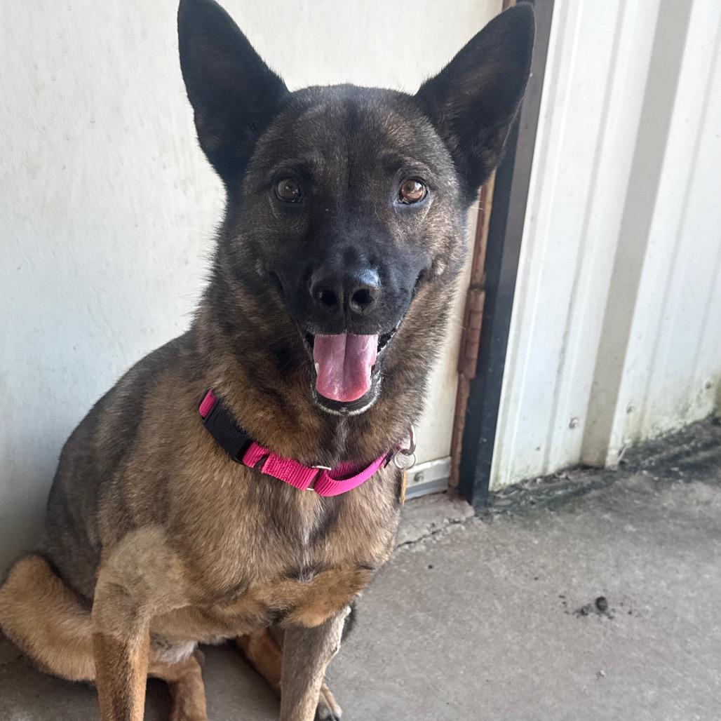 Maeve, Adoptable, Adult Female Belgian Shepherd / Malinois & German Shepherd Dog.