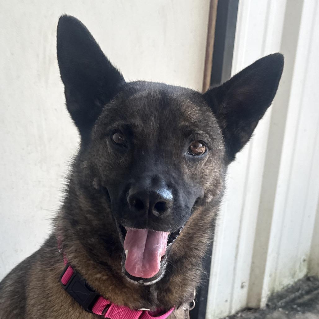 Enlarge Maeve, a Adoptable mixed breed in Collinsville , OK image 2/2