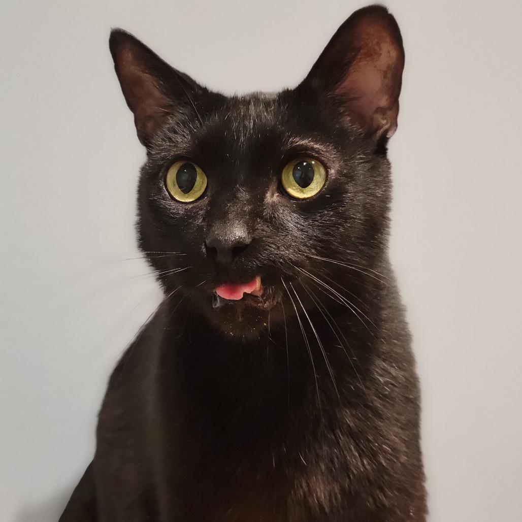 Enlarge Bagheera, a Adoptable Domestic Short Hair in Sarasota, FL image 1/6
