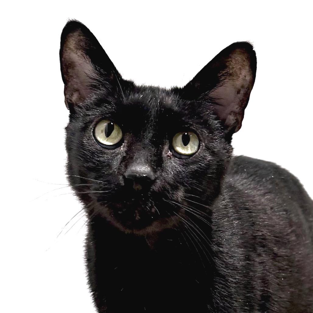 Enlarge Bagheera, a Adoptable Domestic Short Hair in Sarasota, FL image 4/6