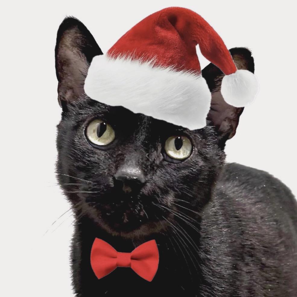 Enlarge Bagheera, a Adoptable Domestic Short Hair in Sarasota, FL image 5/6