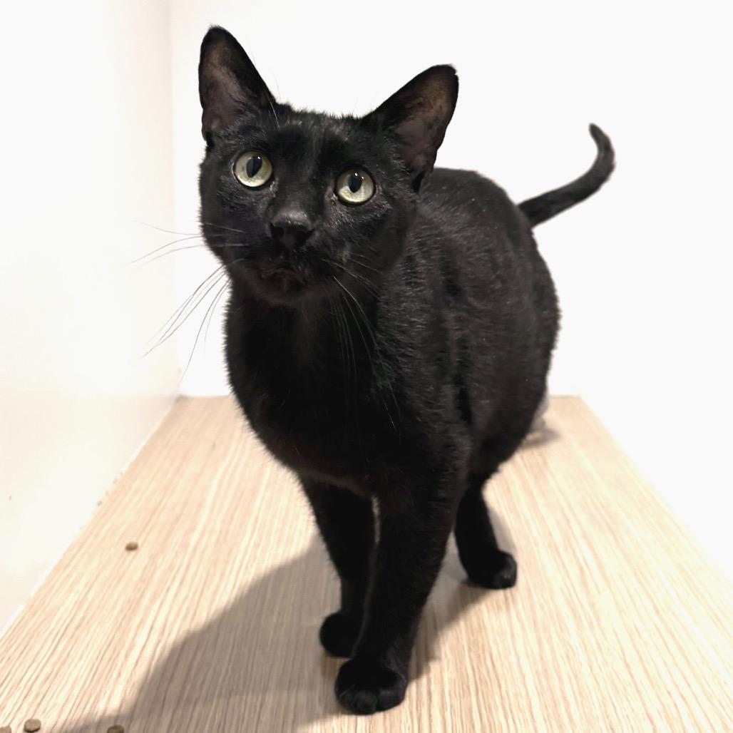 Enlarge Bagheera, a Adoptable Domestic Short Hair in Sarasota, FL image 6/6