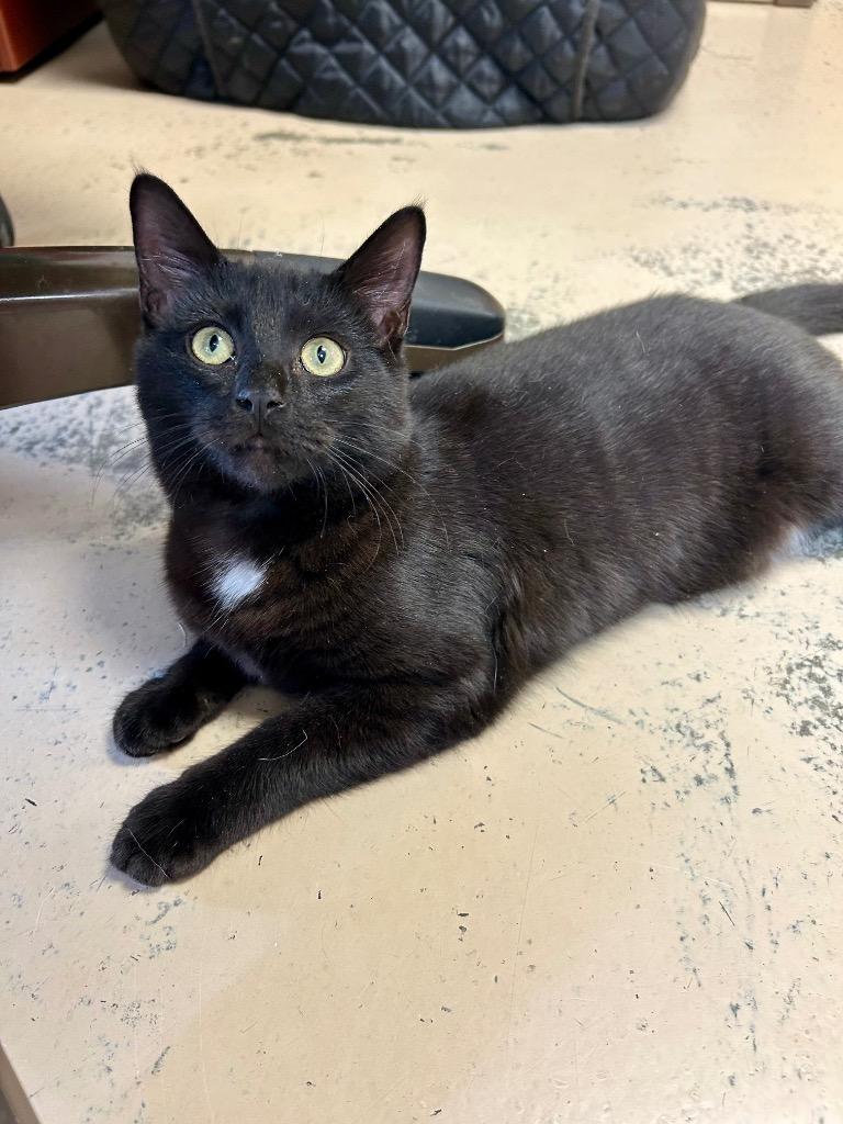 Enlarge Belladonna, a Adoptable mixed breed in West Union, OH image 1/3