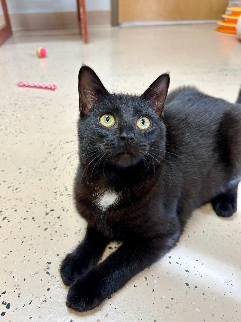 Enlarge Belladonna, a Adoptable mixed breed in West Union, OH image 3/3