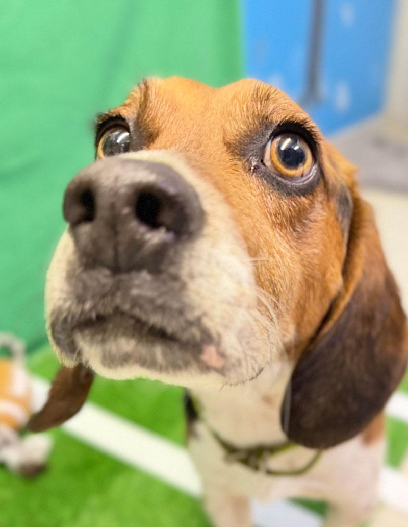 Enlarge Beagle, an adopted mixed breed in Horseshoe Bend, AR image 3/4