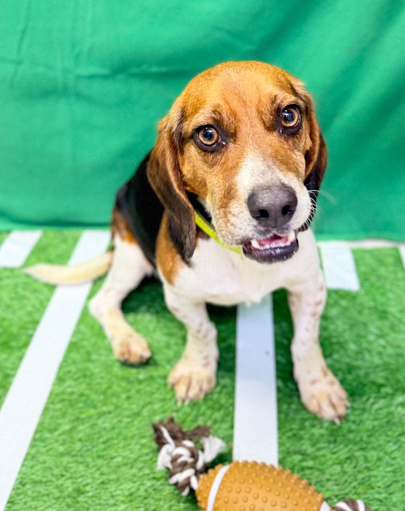 Enlarge Beagle, an adopted mixed breed in Horseshoe Bend, AR image 2/4