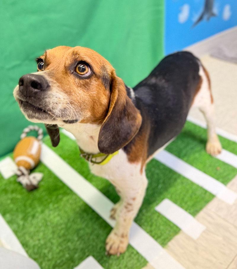 Beagle, adopted, Young Male Beagle.