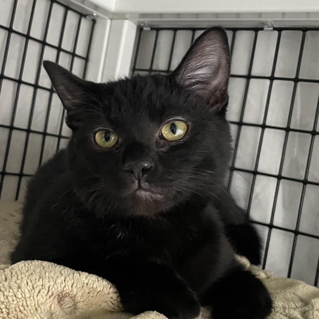 The Slinkster, Adoptable, Kitten Female Domestic Short Hair.