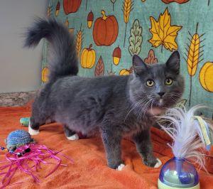 Enlarge Gracie, a Adoptable Domestic Long Hair in Bucyrus, OH image 2/3