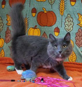 Gracie, Adoptable, Young Female Domestic Long Hair.