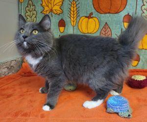 Enlarge Gracie, a Adoptable Domestic Long Hair in Bucyrus, OH image 3/3