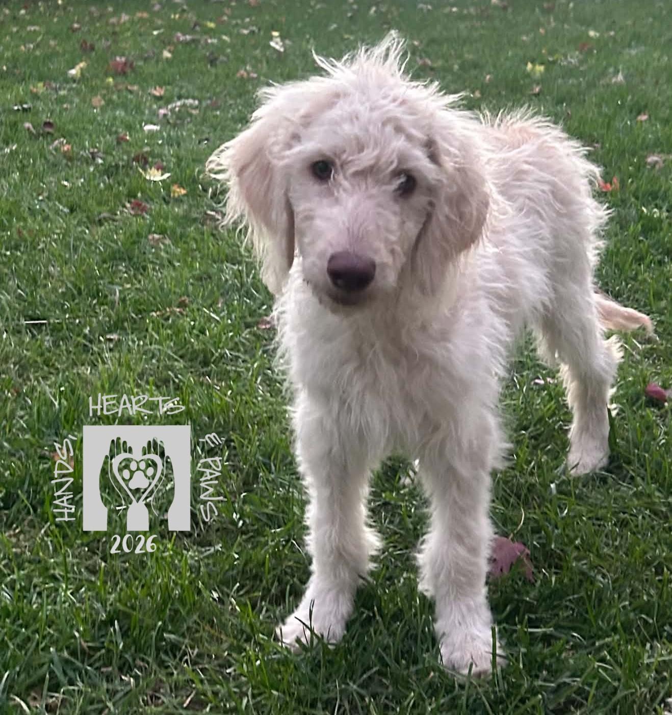 Kesha, Adoptable, Puppy Female Golden Retriever & Standard Poodle.