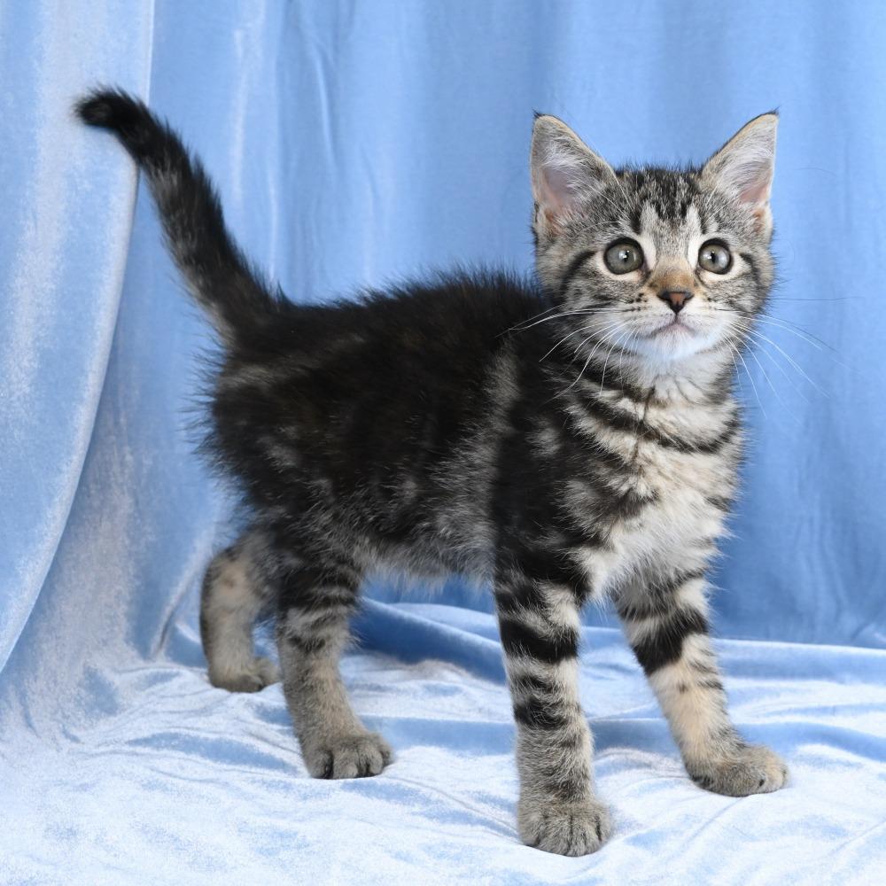 Maria, a Adoptable Domestic Short Hair in Mobile, AL image 1/6