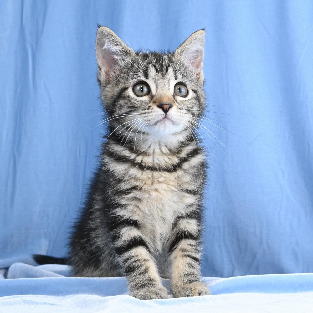 Maria, a Adoptable Domestic Short Hair in Mobile, AL image 2/6