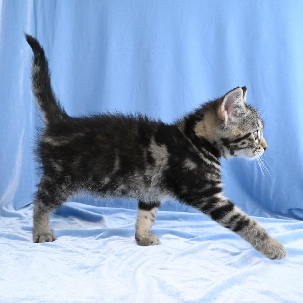 Maria, a Adoptable Domestic Short Hair in Mobile, AL image 3/6
