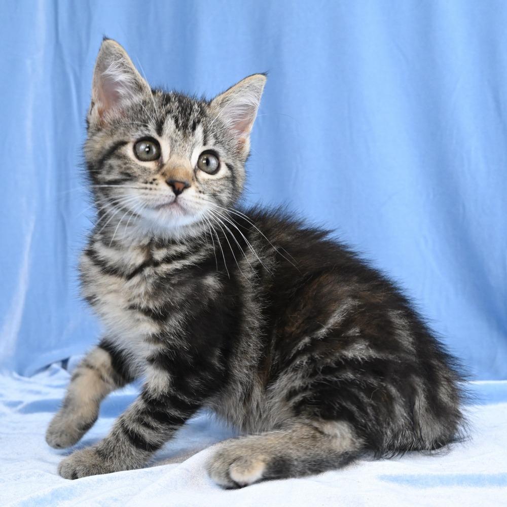 Maria, a Adoptable Domestic Short Hair in Mobile, AL image 4/6