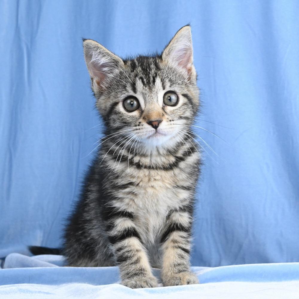Maria, a Adoptable Domestic Short Hair in Mobile, AL image 5/6